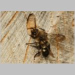 Melecta albifrons - Trauerbiene 01 14mm als Besucher am IH.jpg